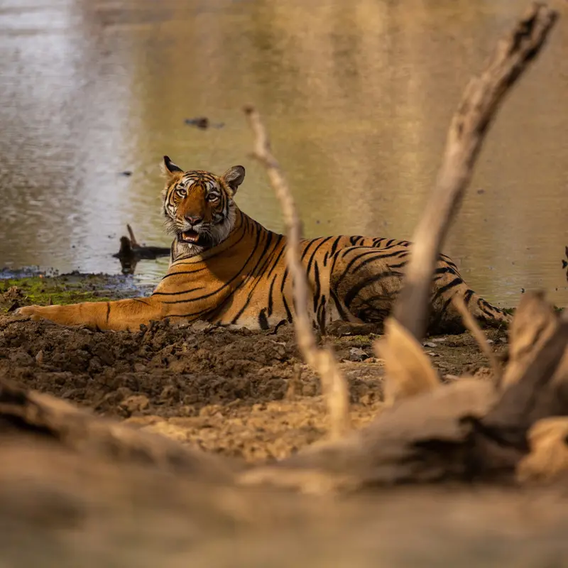 Sundarban Adventure